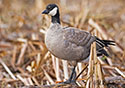 Branta hutchinsii